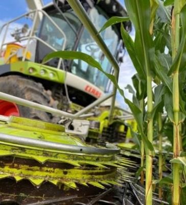 Figure 2. Corn silage harvest on July 1, 2021at NFREC Marianna 